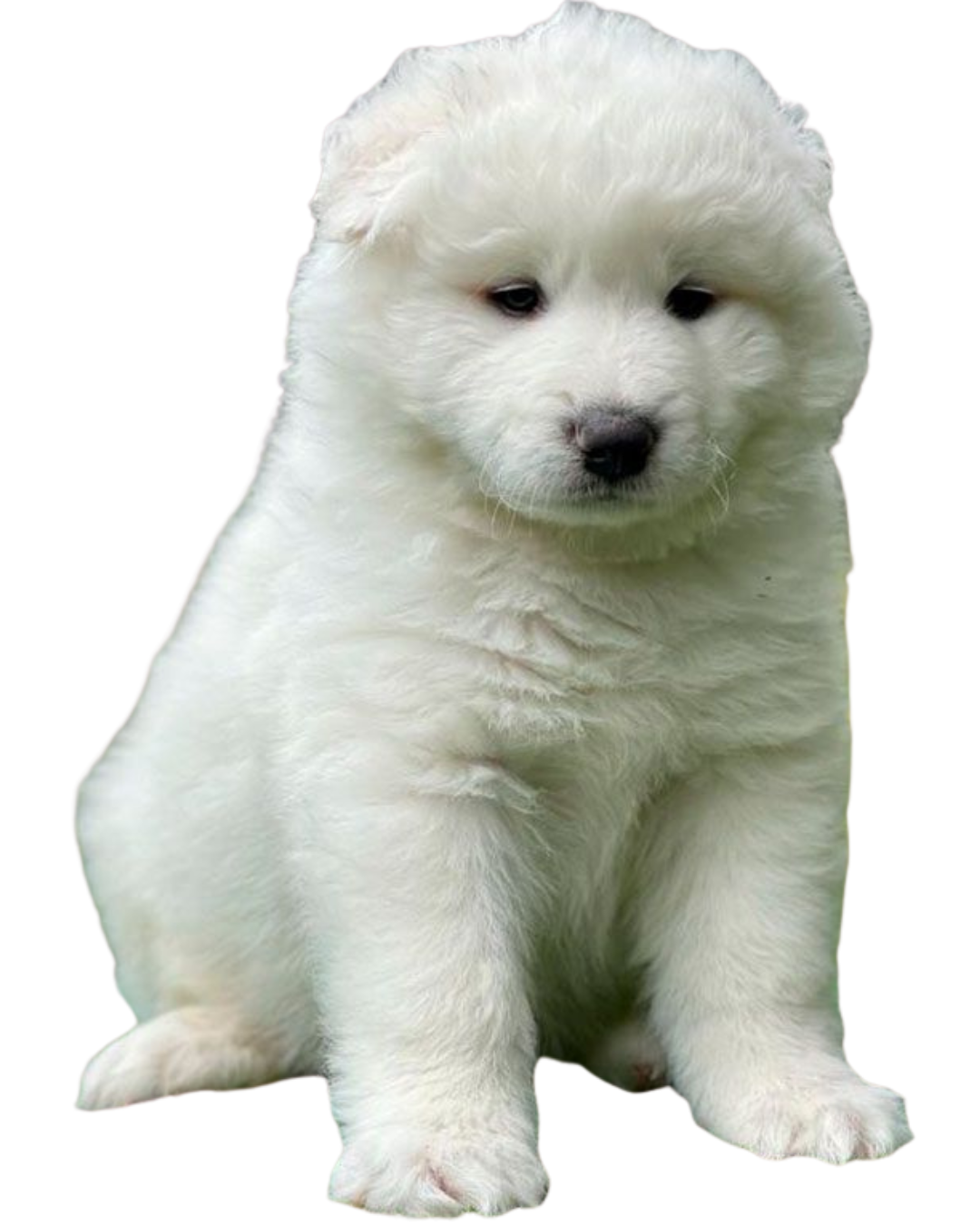 Samoyedo